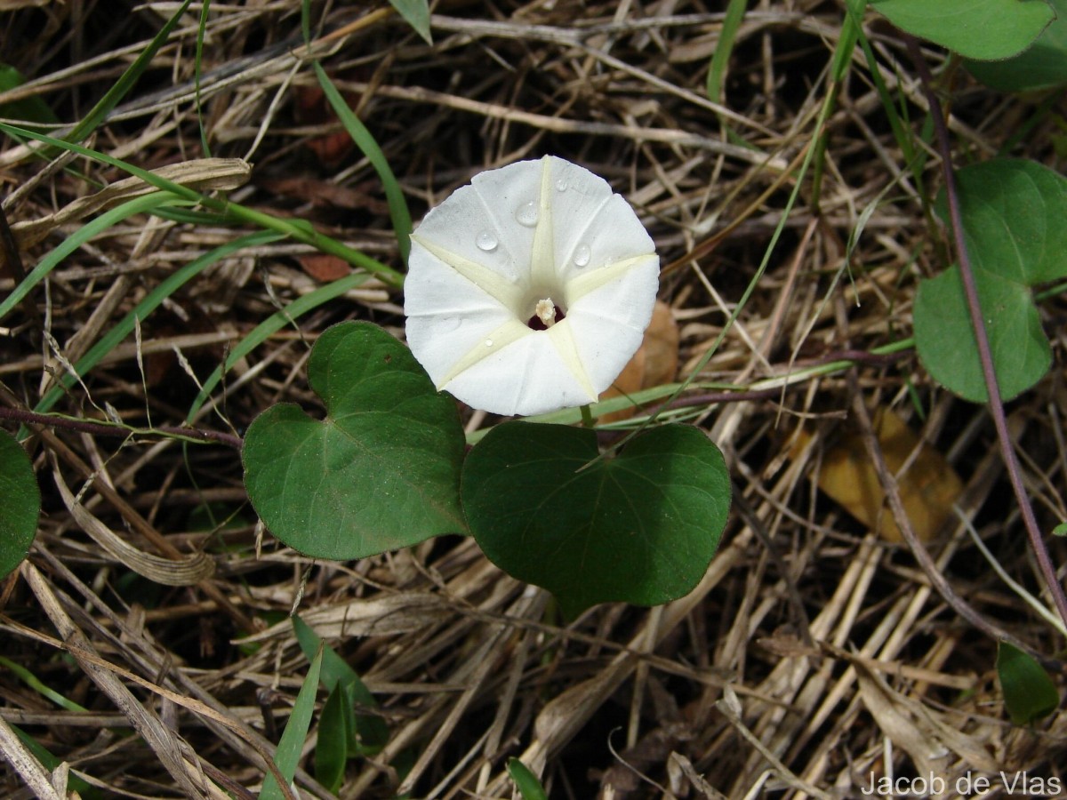 Ipomoea obscura (L.) Ker Gawl.